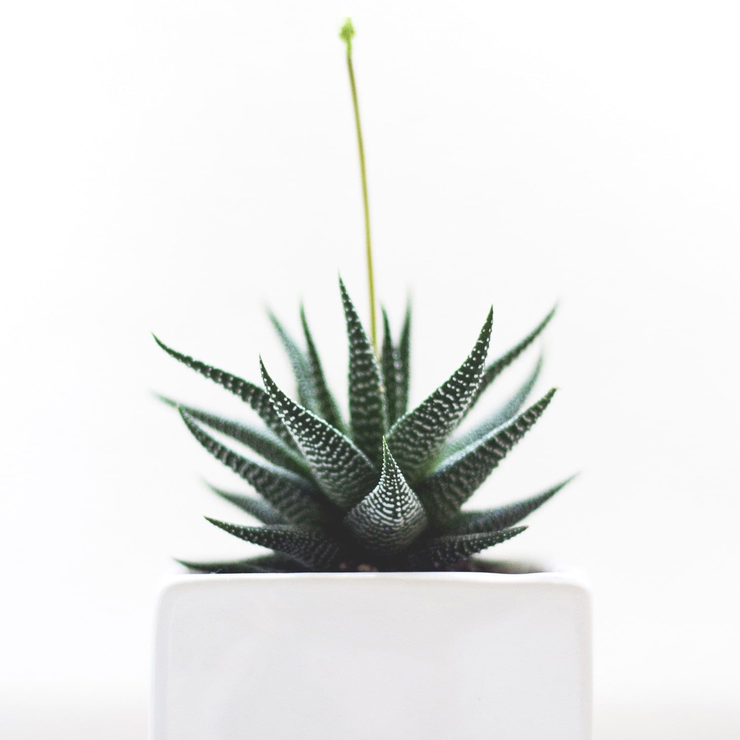 foto original de un cactus en una maceta